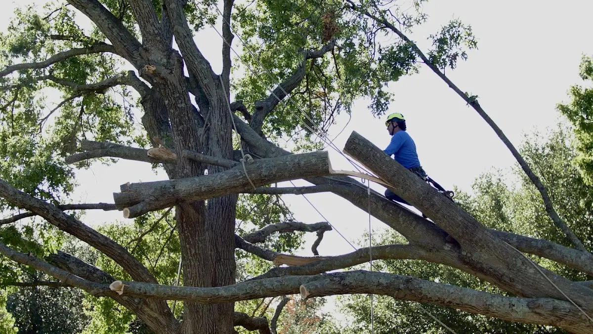 Professional Crown Thinning performed by certified arborists in Southampton